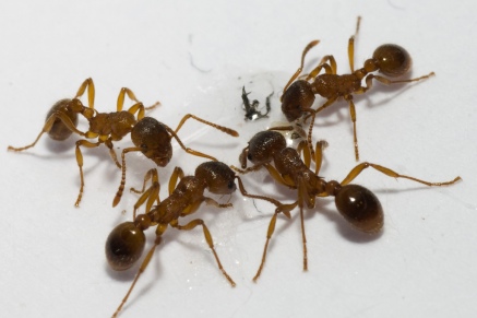 Уничтожение муравьев   во Фряново 