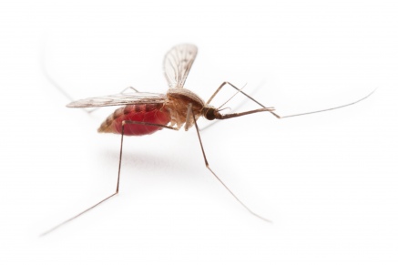 Уничтожение комаров   во Фряново 