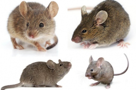 Уничтожение (дератизация) мышей   во Фряново 